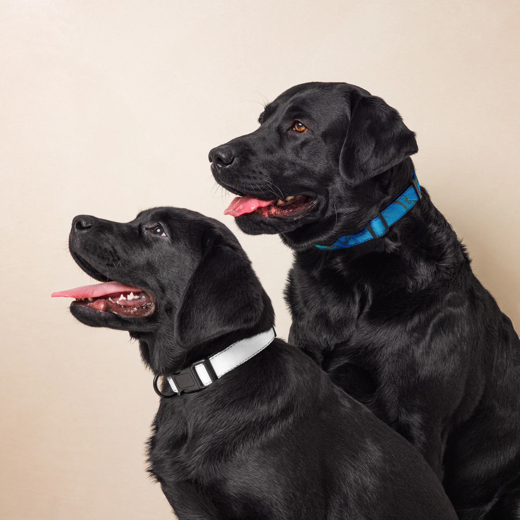 The Meg Attacks - Pet collar - Image 13