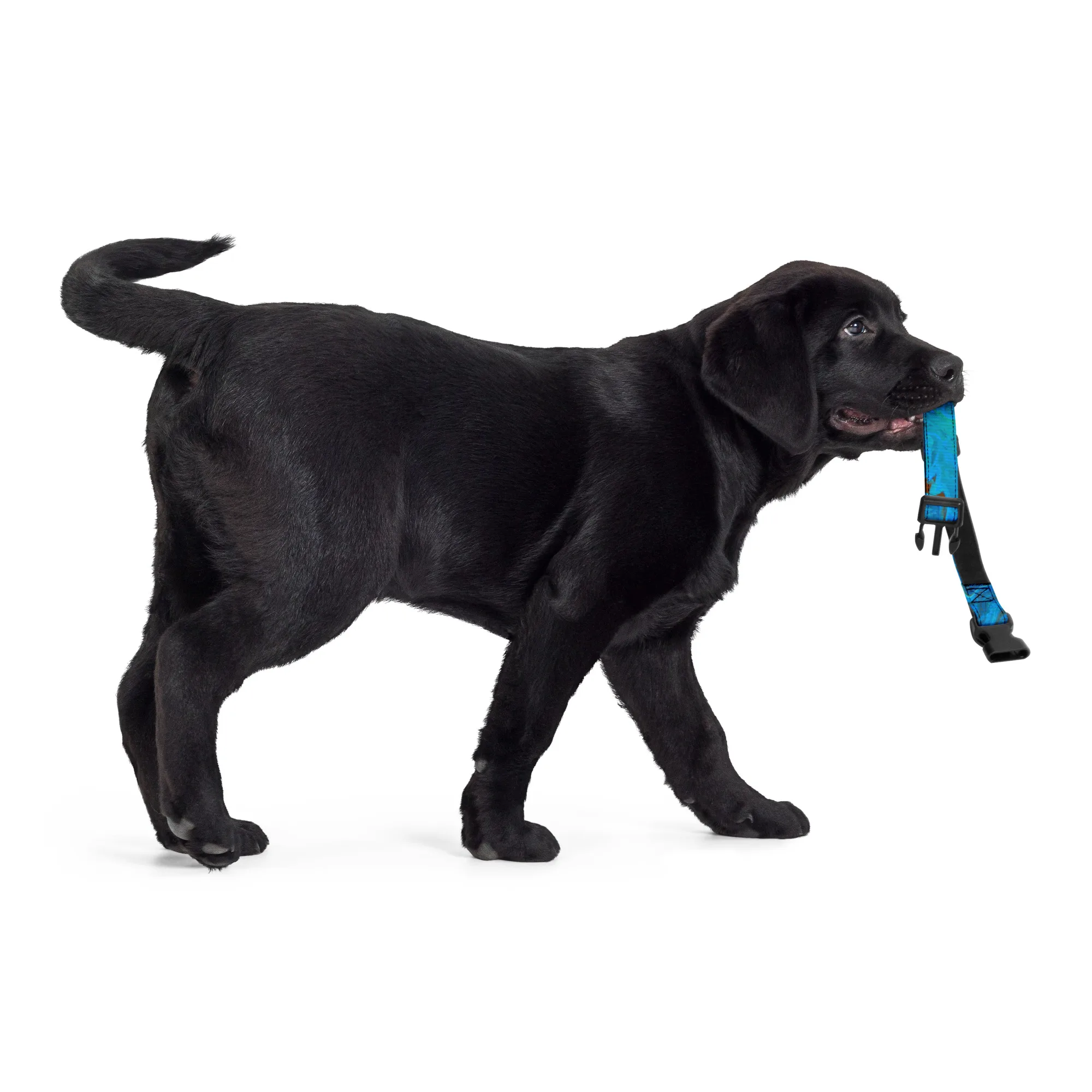 The Meg Attacks - Pet collar - Image 14